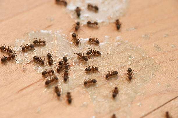 Best Bed Bug Extermination  in Geneva, AL